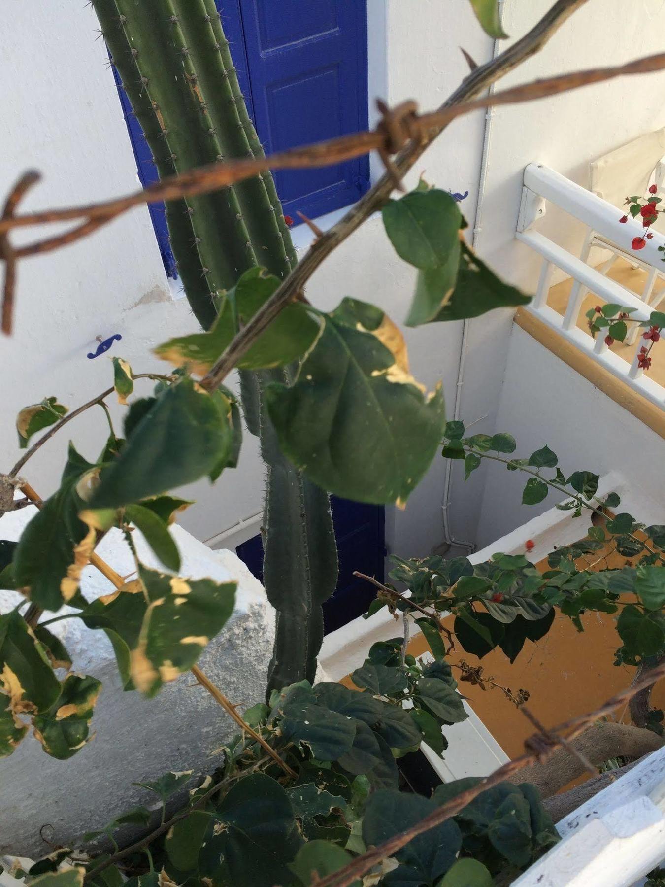 מלון Mykonos Town Lefteris מראה חיצוני תמונה